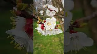 Thumbnail: Painting blooming trees outdoor watercolor
