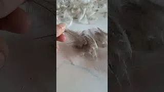 Thumbnail: Hand-sorting the last batch of Natural Grey CDC #flytying #cdc #flytyingmaterials