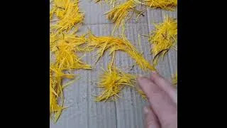 Thumbnail: How I Cold Dye CDC Feathers – A One-Week Process.