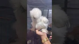 Thumbnail: Fancy ?? #pets #fancypet #petmarket #short #reels #youtubeshorts