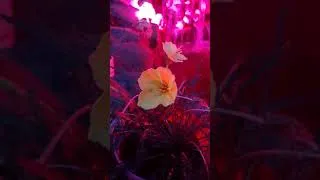 Thumbnail: Primitive Primrose Night Blooming Flower! Real Time NO Editing!