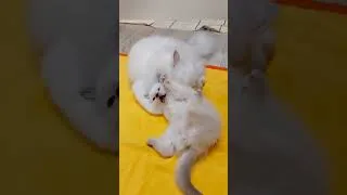 Thumbnail: The best nanny for a kitten is its older sister.