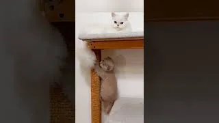 Thumbnail: A kitten plays with Adele's tail #adorablemoments