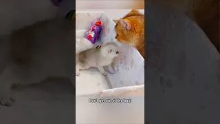 Thumbnail: The kitten wants to get out of the box #cat
