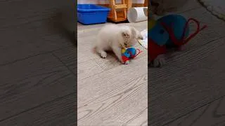 Thumbnail: Kitten's favorite toy is Barbie #cat