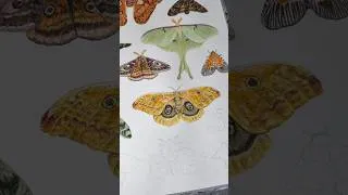 Thumbnail: Moth Series - Day 11