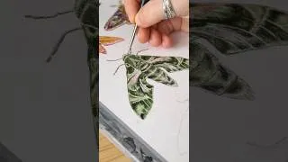 Thumbnail: Moth Series - Day 10