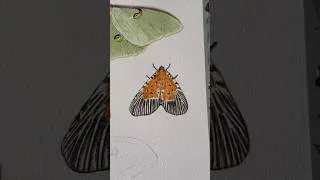 Thumbnail: Moth Series - Day 9