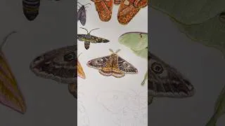 Thumbnail: Moth Series - Day 8