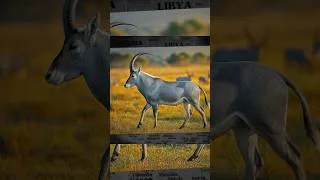 Thumbnail: Weird Fact: the Bluebuck was rare even AFTER it went extinct🌍