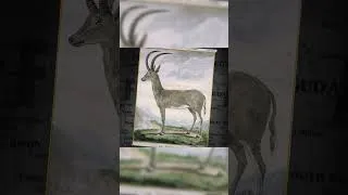 Thumbnail: The Bluebuck disappeared in 1799... Colossal Biosciences plans to bring it back.