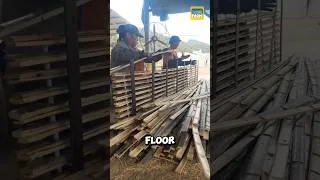 Thumbnail: Why Do Farmers in China Raise Goats on Bamboo Floors? #bamboo #shorts