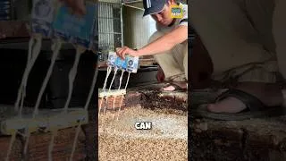 Thumbnail: Why do Vietnamese farmers raise flies using milk? #flies #shorts