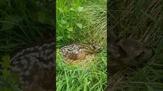 Thumbnail: I found a baby deer in the long grass