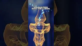 Thumbnail: Inhalation Into the Lungs 🫁
