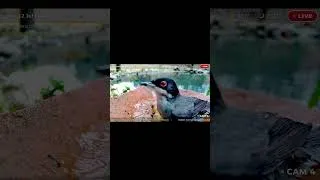 Thumbnail: Cutest Sardinian Warbler bath time! Watch live every day!
