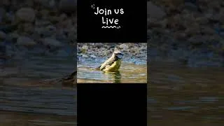 Thumbnail: This  blue tit went all in during its bath today!