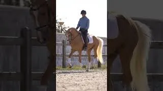 Thumbnail: Golden Looks, Golden Heart: piro free palomino stallion (REF#1015)