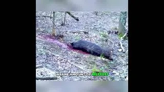 Thumbnail: Unbelievable Blood Trail: Beast Cut Broadhead Performance! #shorts