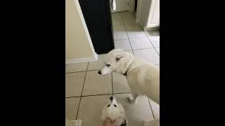 Thumbnail: Happy Dogs Greeting Their Owners | Cutest Reactions Ever!