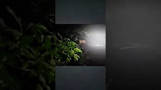 Thumbnail: Survive alone in the forest and encounter wild animals #survival #bushcraft #forest