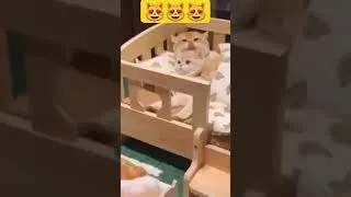 Thumbnail: parang ang sarap maging Pusa #shortvideo #short #catlover