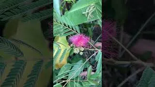 Thumbnail: Albizia flowering again late in August