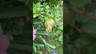 Thumbnail: Pomegranate fruit drop. Strong wind this morning and rain seems to have caused this fruit to drop