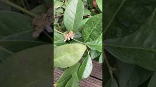 Thumbnail: Crown guava ( Psidium Acutangulum ) now covered in flowers 🤩