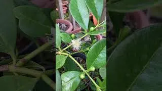 Thumbnail: Psidium Acutangulum / Crown Guava, first ever flower opens 21st July