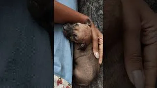 Thumbnail: Cute Little Potato 😭🥔🐕 #puppy #doglove #fyp #shorts