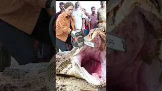 Thumbnail: Amazon giant monster compilation #shortvideo