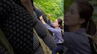 Thumbnail: Harvesting Strange Black Custard Apple  #Harvesting #Strange Black Custard Apple #Shortviral