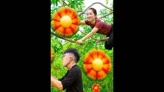Thumbnail: Harvesting Is wild jackfruit as easy as you think? #Harvesting #wild jackfruit #shortviral