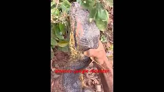 Thumbnail: Amazon jungle monster appears to attack #shorts #snake #python #snakes #anaconda #anacondasnake