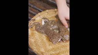 Thumbnail: Harvesting Giant Millennium Frogs in the Stream – Bold Frog Catching & Cooking a Local Delicacy