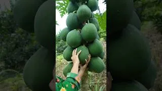 Thumbnail: Lots of papaya 😲😲