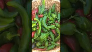 Thumbnail: So Satisfying Hot peppers #gardening #pepper #relaxing