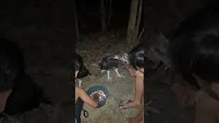 Thumbnail: elang makan malam