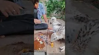 Thumbnail: caring for the eaglet with all my heart...