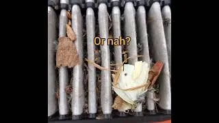 Thumbnail: Air Filter Still Good, or: Arthropod Apocalypse