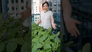 Thumbnail: Perilla leaf pancakes (Kkaennip-jangtteok)