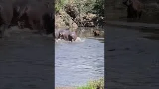 Thumbnail: Buffalo calf scaring hippos away (HD) #lost