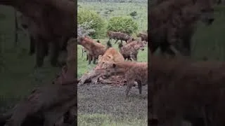 Thumbnail: Lionesses meet their match
