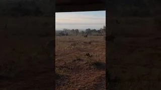 Thumbnail: Two cheetahs think they are a match for a lioness