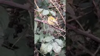 Thumbnail: Goldcrest - Regulus regulus - little prince or petty king - the king of birds? #birds