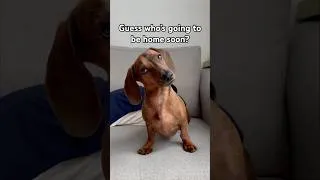 Thumbnail: Mini dachshund waits for dad!