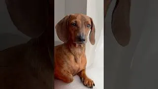 Thumbnail: Mini doxie assesses the situation from all angles 👀