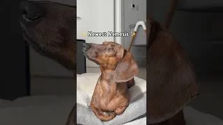 Thumbnail: Mini dachshund's newest nemesis!