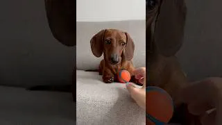 Thumbnail: Mini doxie refuses to let go but wants to play fetch!